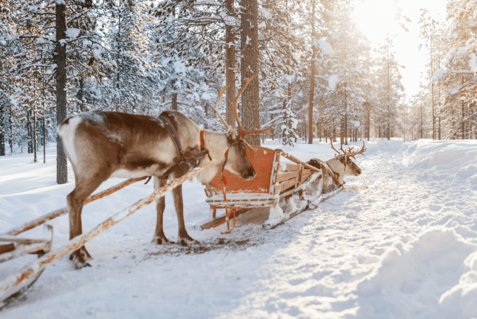 Sleigh ride in Lapland, Finland